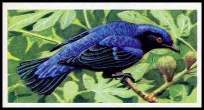 36 Fairy Blue Bird